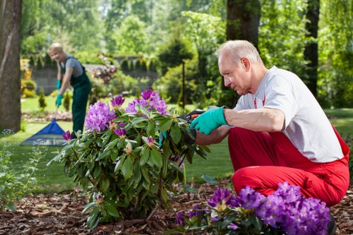 Professional pruning to reduce a tree canopy near Woolwich homes